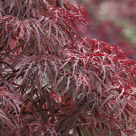 red dragon japanese maple leaves