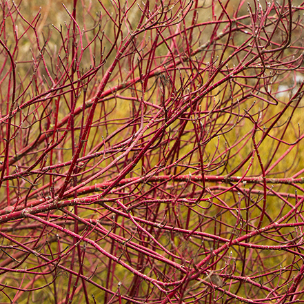 red twig dogwood