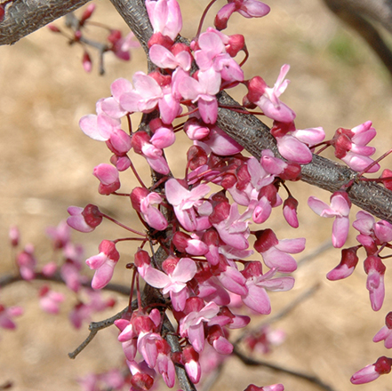 Ruby Falls Weeping Redbud tree has pink flowers