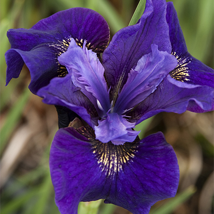 dark purple siberian iris flower