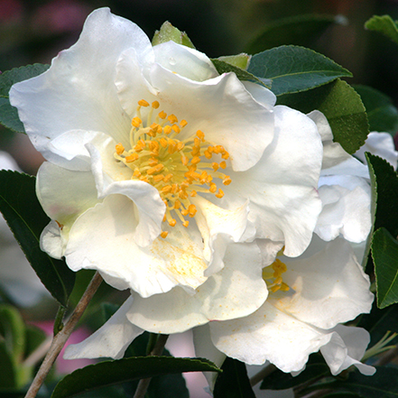 two white camellia flowers with yellow center