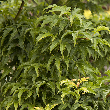 green shishigashira japanese maple leaves