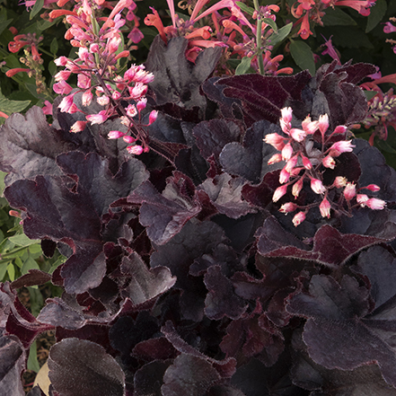 dark foliage and pink flowers of sirens song dark n bright heuchera