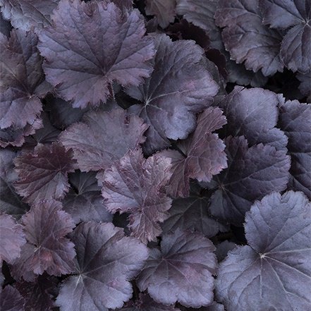 dark purple foliage on sirens song dark night coral bells heuchera