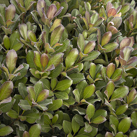 fall and winter foliage of indian hawthorn