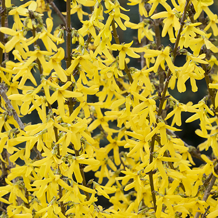 yellow forsythia flowers