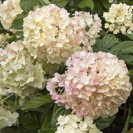 strawbery shake hydrangea flowers are blush pink