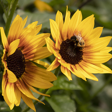 sunbelievable sunflowers with bee