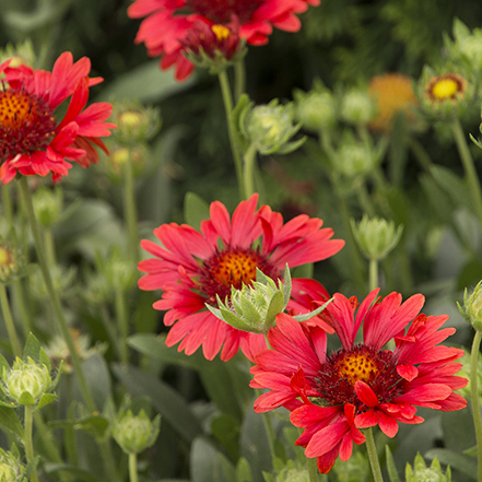 red blanket flowers