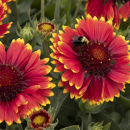 red blanket flower with yellow tips and bee at center