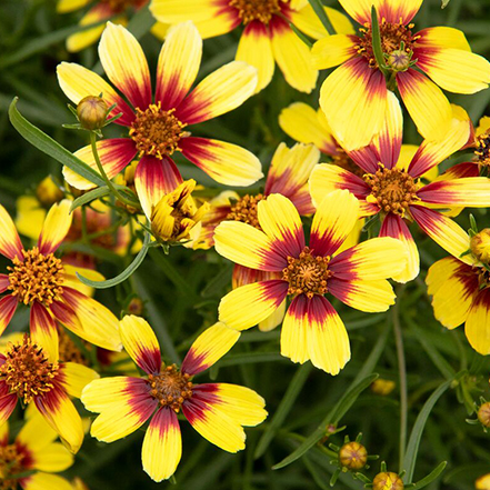 yellow and red coreopsis flowers