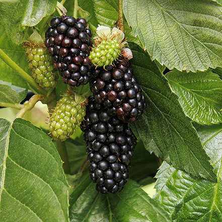 blackberry fruit