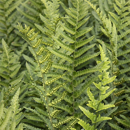 green wood fern fronds