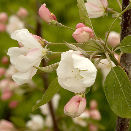 white crabapple tree flowers