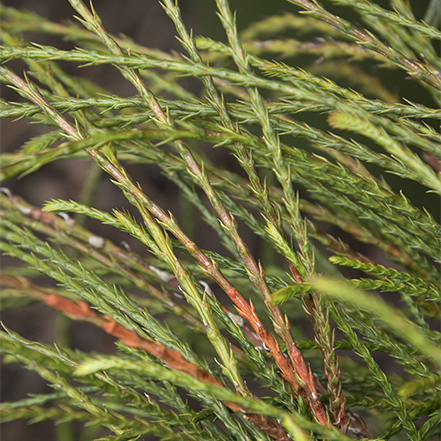 arching foliage of whipcord western red cedar