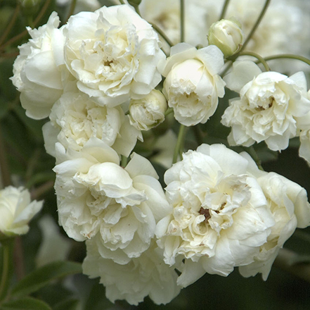 White Lady Banks Climbing Rose