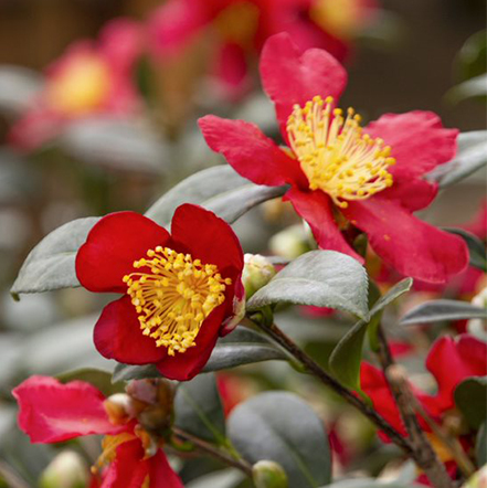 red camellia sasanqua flower with yellow stamens