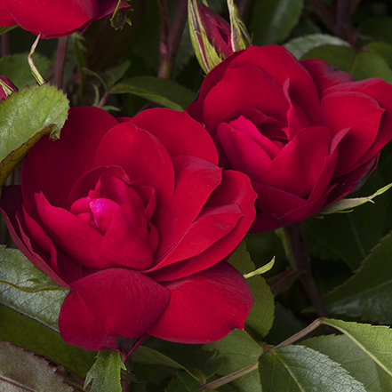 red roses