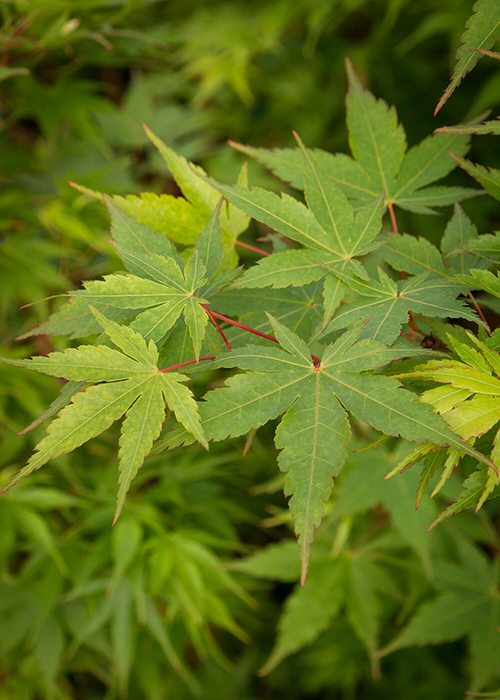 coral bark japanese maple leaves