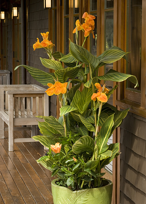 tropicanna gold canna