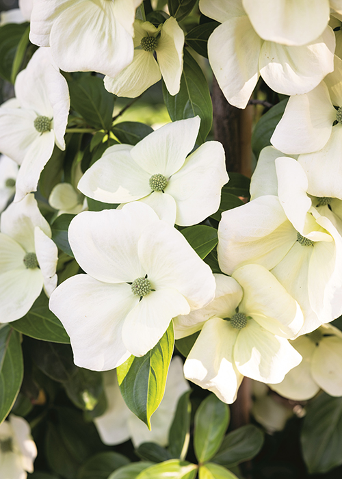 white dogwood flowers
