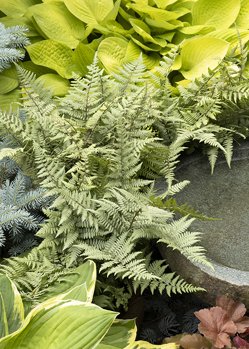 ghost fern and hosta around a bird bath