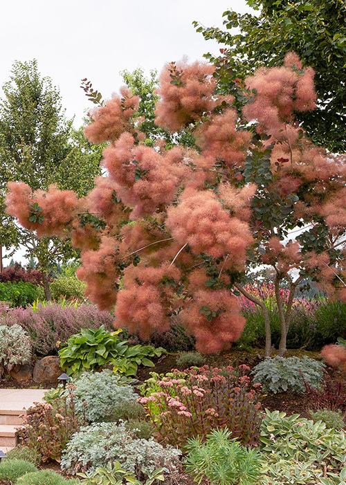 grace smoke tree in a low-maintenance garden