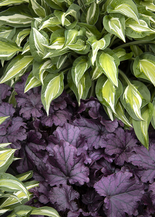 forever purple heauchera and striptease hosta