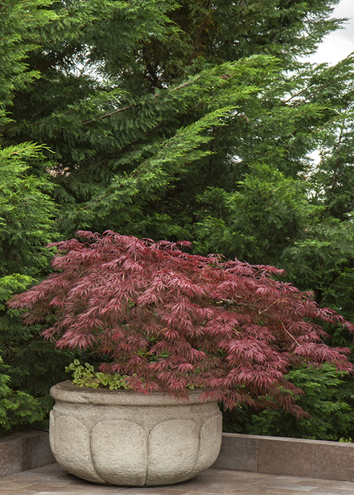 velevet viking japanese maple in container
