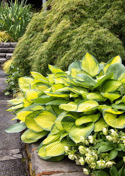 paradigm hosta in border