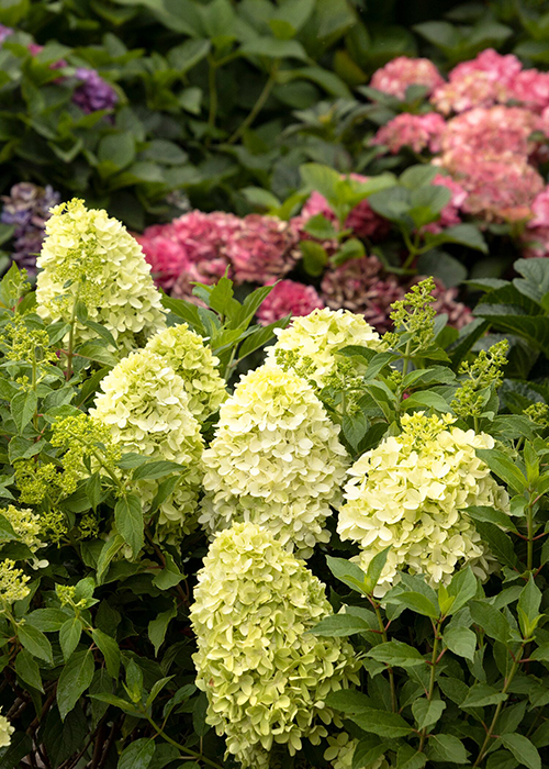 candy apple hydrangea with mophead hydrangeas