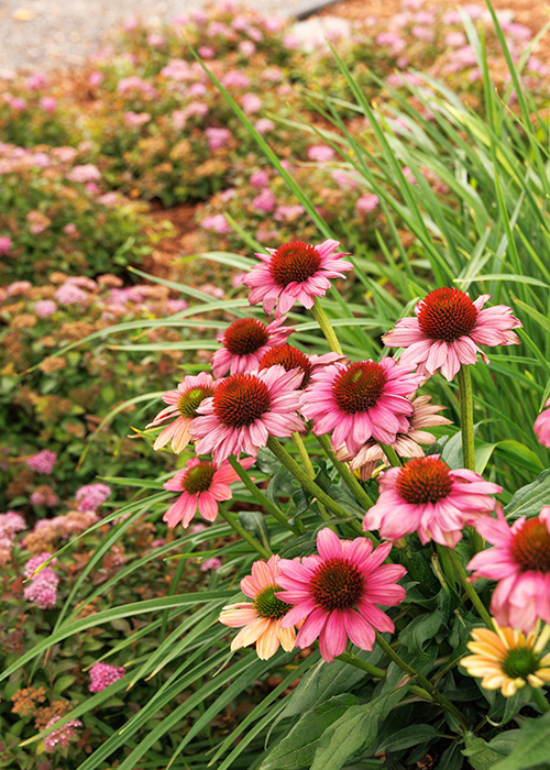 pink coneflowers