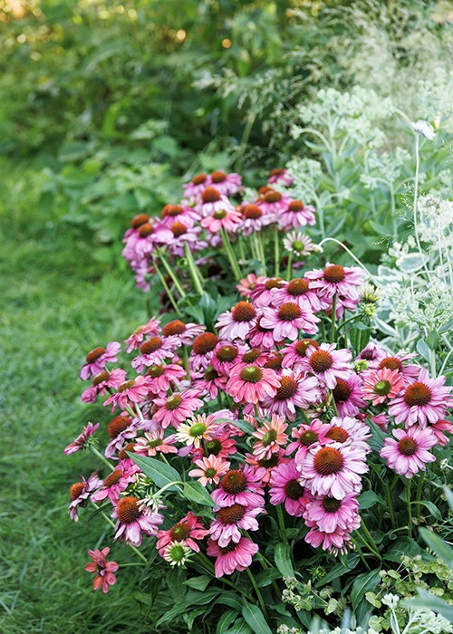 500x700_41360_Echinacea_Balevoeen_Evolution_Colorific_cottage_garden_3021_copy