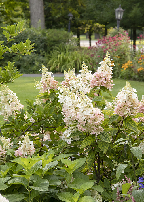 angels blush panicle hydrangea in garden bed