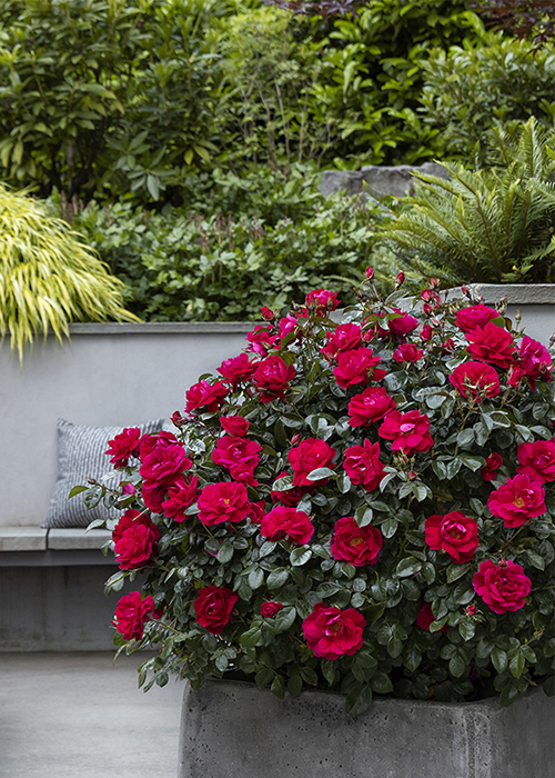 grace n grit pink shrubs rose