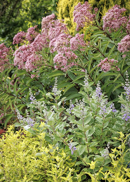 joe pye weed and summertime blues chaste tree