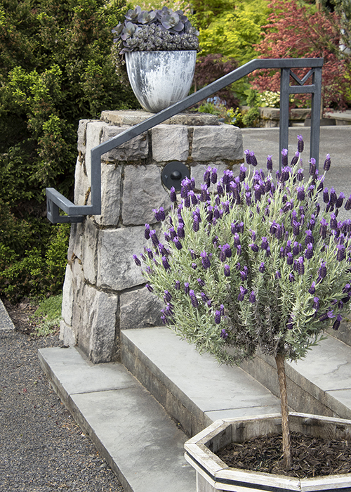 lavender and boxwood shrubs line a driveway