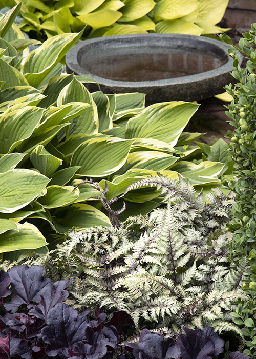 hosta, coral bells and ferns in a garden border with a bird bath