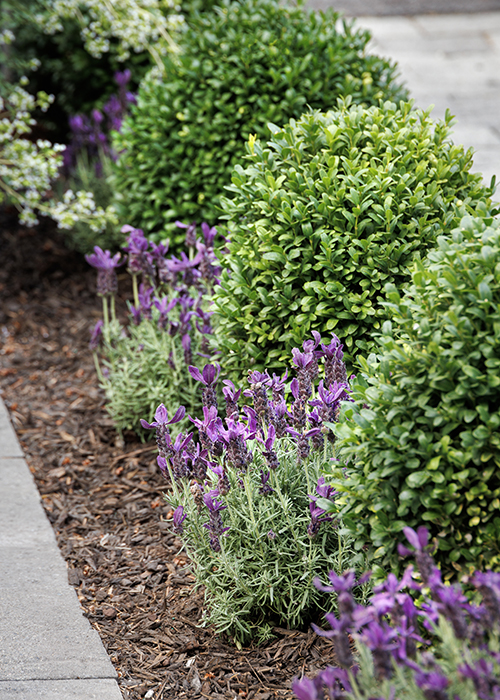 spanish lavender and boxwoods in border
