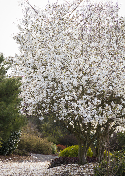 small magnolia tree blooming with white magnolia flowers