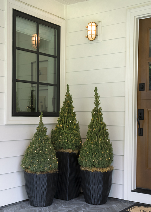 three dwarf alberta spruce conifers in three dark containers with holiday lights