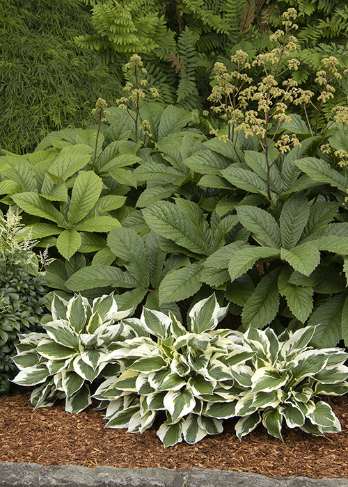 minuteman hosta in border