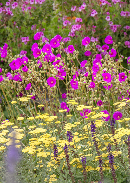 bright pink rock purslane and yellow yarrow flowers