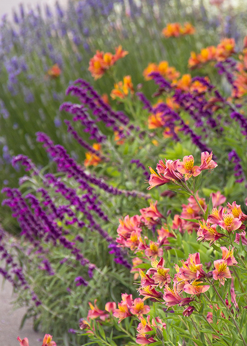pink alstromeria with purple sage behind it