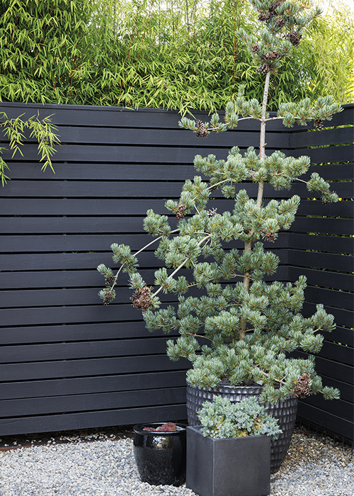 a trio of black containers with conifers and succulents in front of a black fence