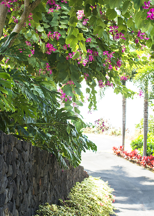 orchid tree over tropical driveway border