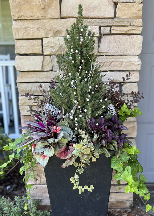 tiny tower dwarf alberta spruce in containr with berries, purple ajuga and begonias