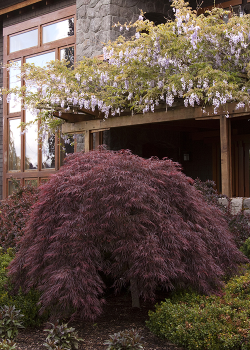 dwarf japanese maple with red leaves in front of arbor with wisteria