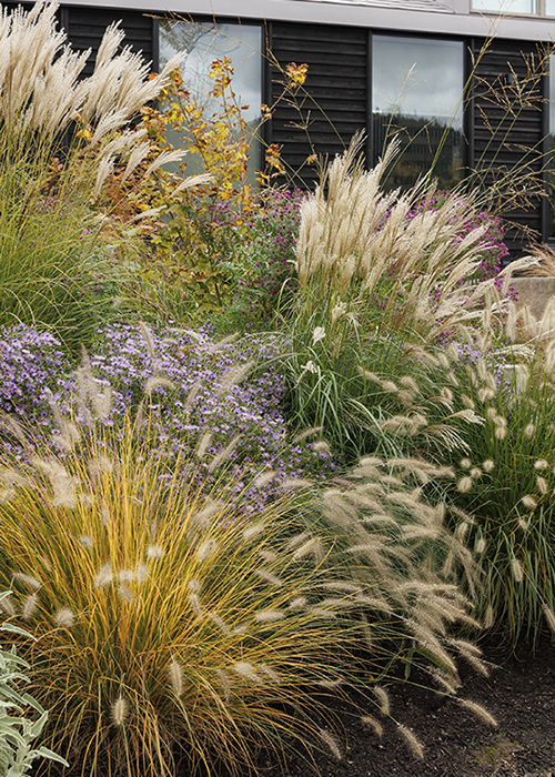 wesley yonie grasses in the landscape