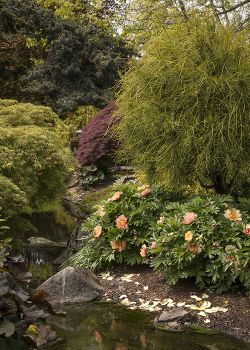 misaka itoh peony shrub in landscape